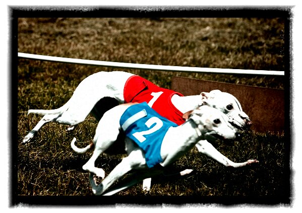 Gypsy and Lucy racing