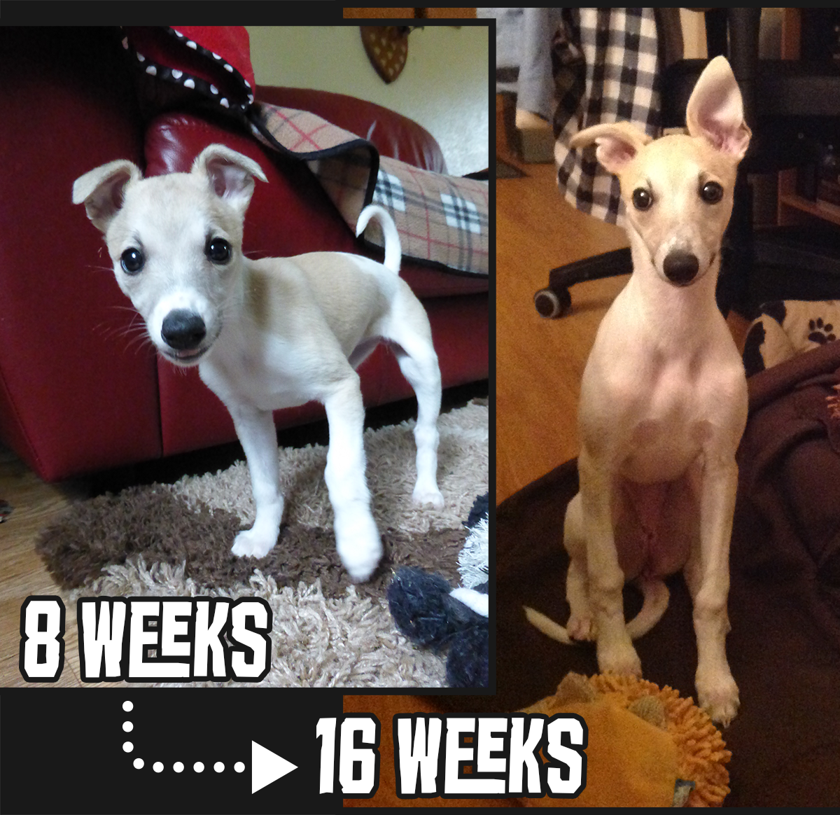 <iah - 8 weeks to 16 weeks