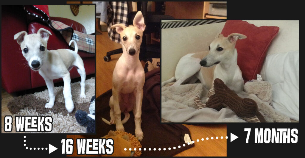 Miah progress photos from 8 weeks to 7 months