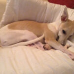Miah Sleeping