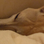 Miah Sleeping