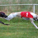 Miah Racing