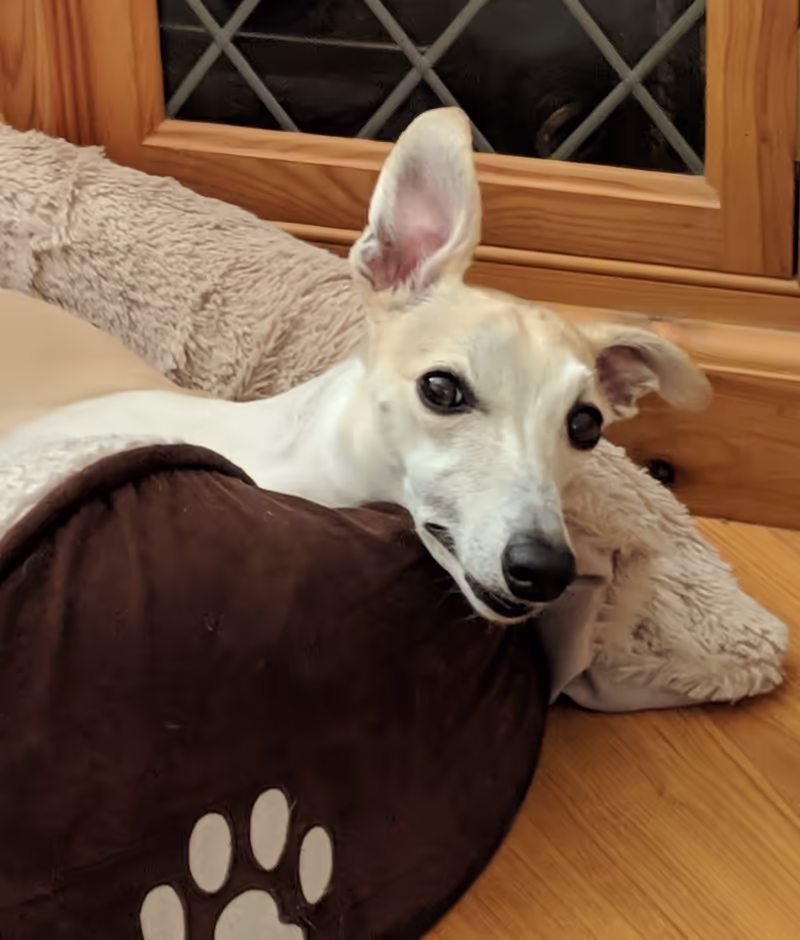 Miah at home in her bed