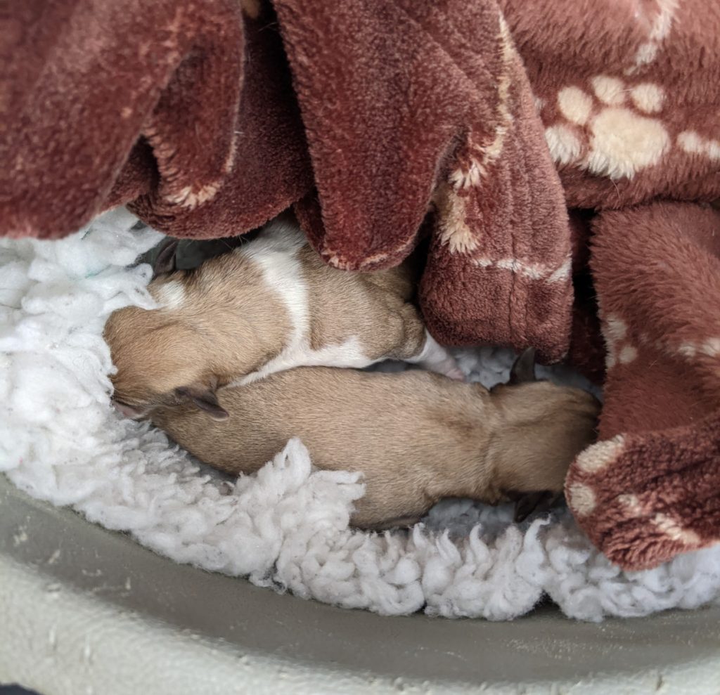 Newborn puppies