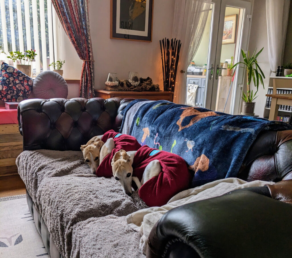 Whippets In Jumpers