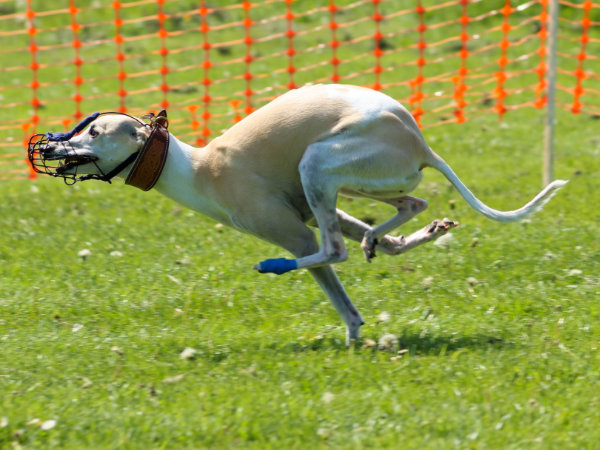 Miah running - tucked up