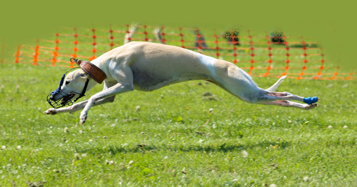 Miah running