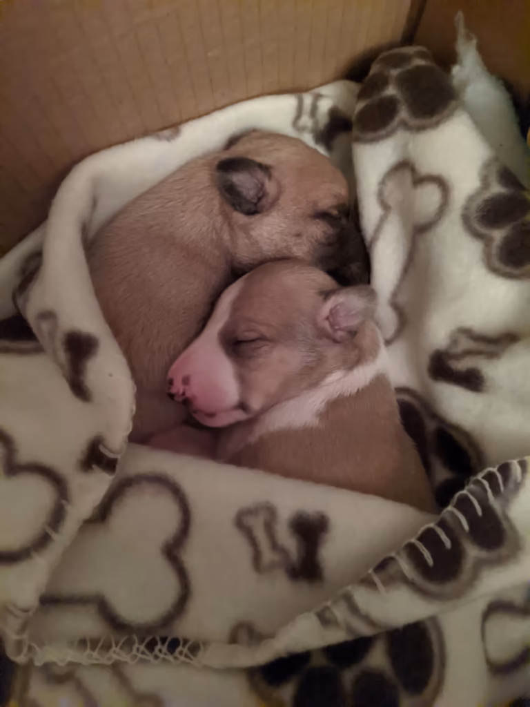 Nova And Ury